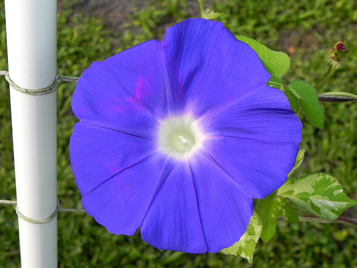 45w-DSCN7603
