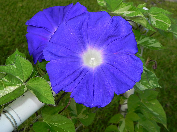 45w-DSCN7934