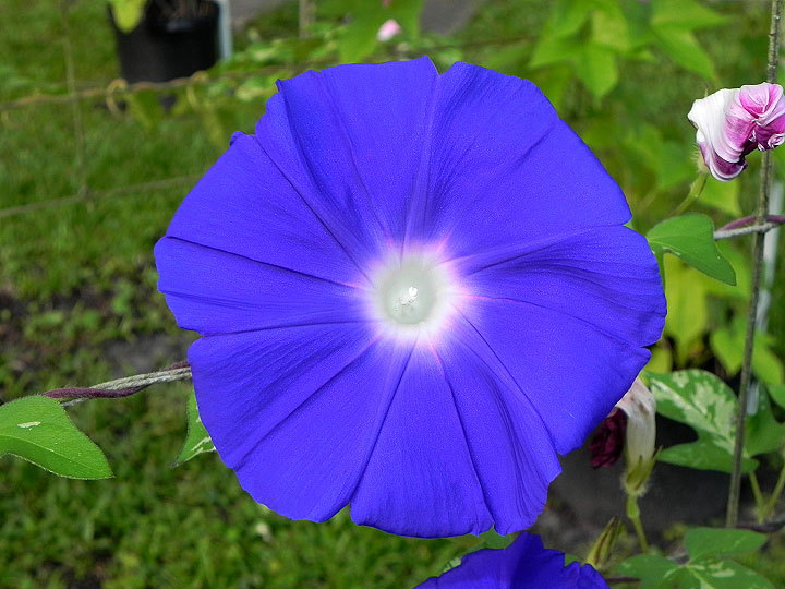 45w-DSCN8096