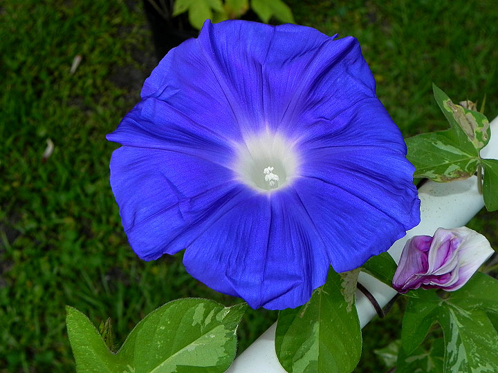45w-DSCN9524