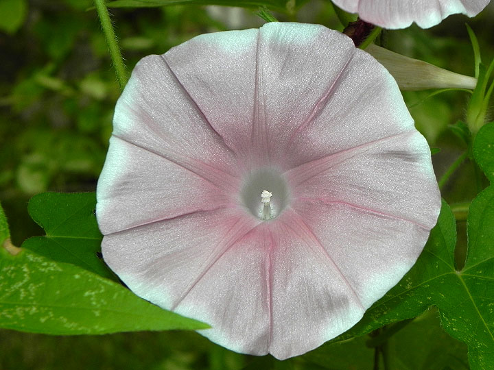 47w-DSCN0593