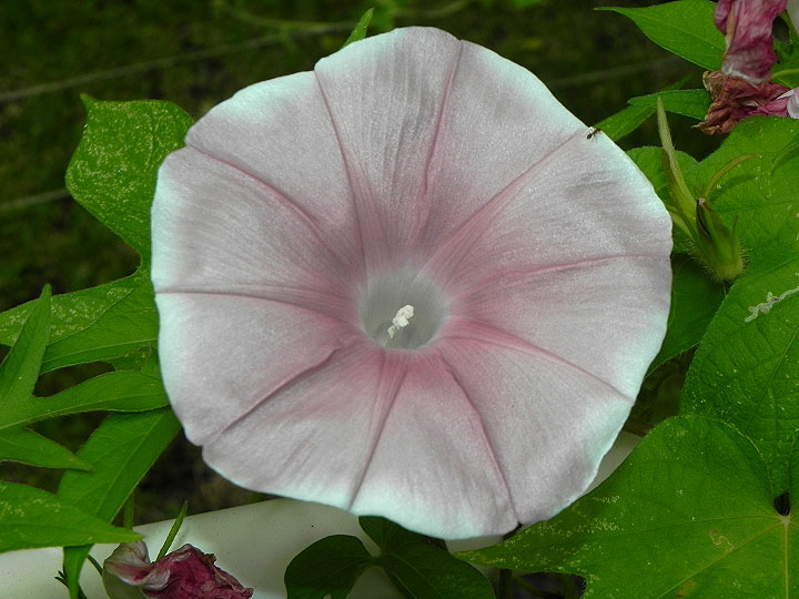 47w-DSCN0594