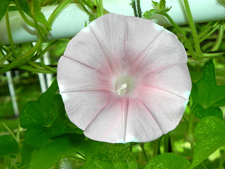 47w-DSCN1747