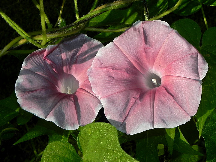 47w-DSCN2899