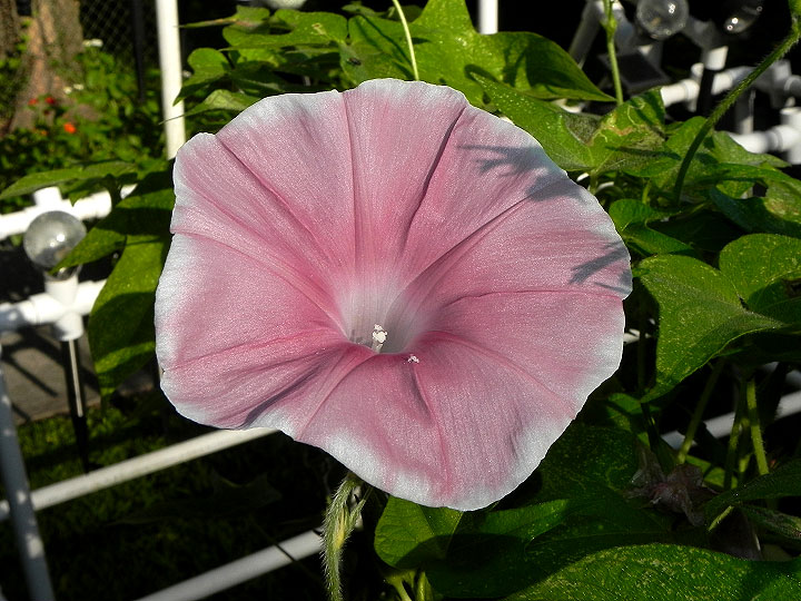 47w-DSCN3706