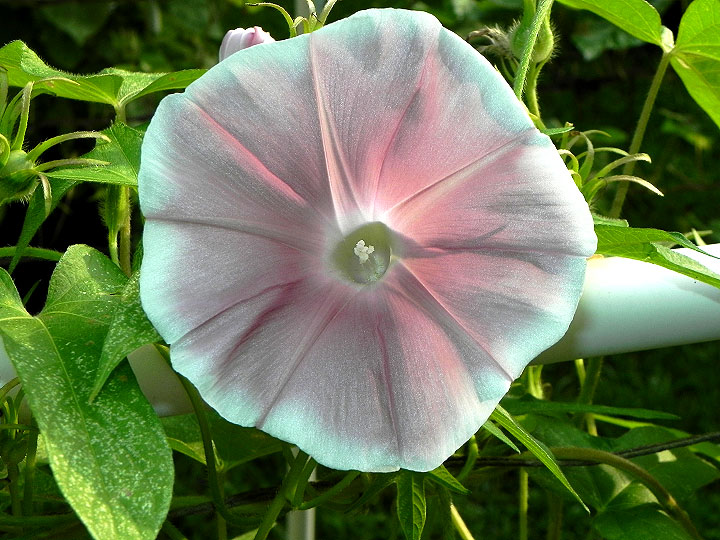 47w-DSCN4652_01