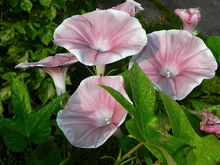 47w-DSCN4980