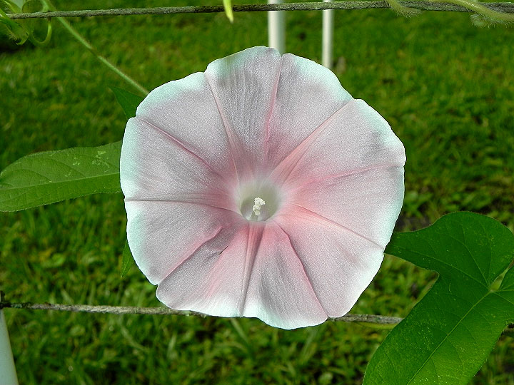 47w-DSCN5280
