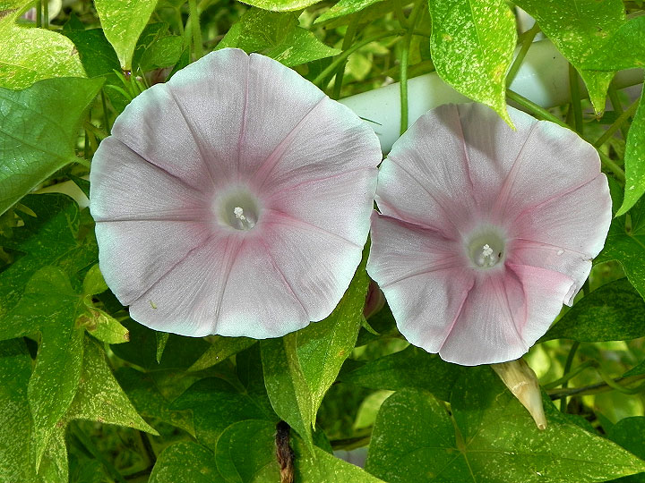 47w-DSCN5283
