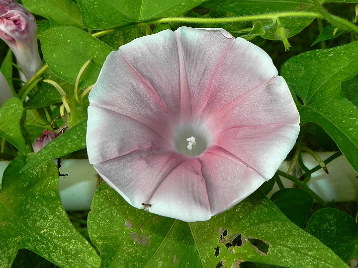 47w-DSCN5543