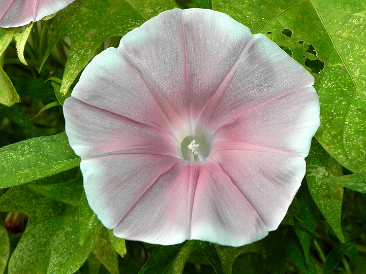 47w-DSCN5544