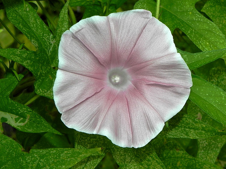 47w-DSCN5775