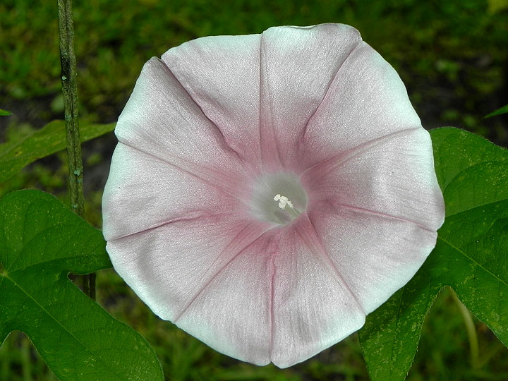 47w-DSCN5776
