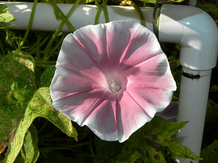 47w-DSCN8268