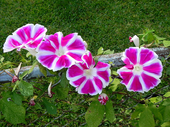5-16-DSCN8973