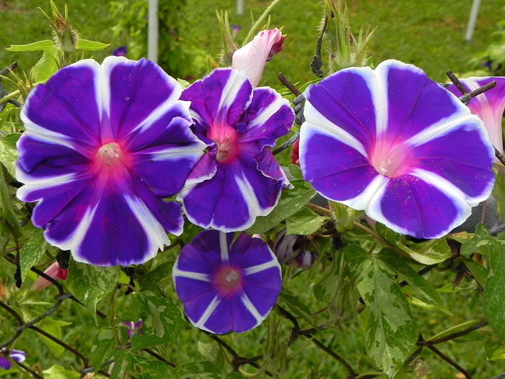 5-17-DSCN0657