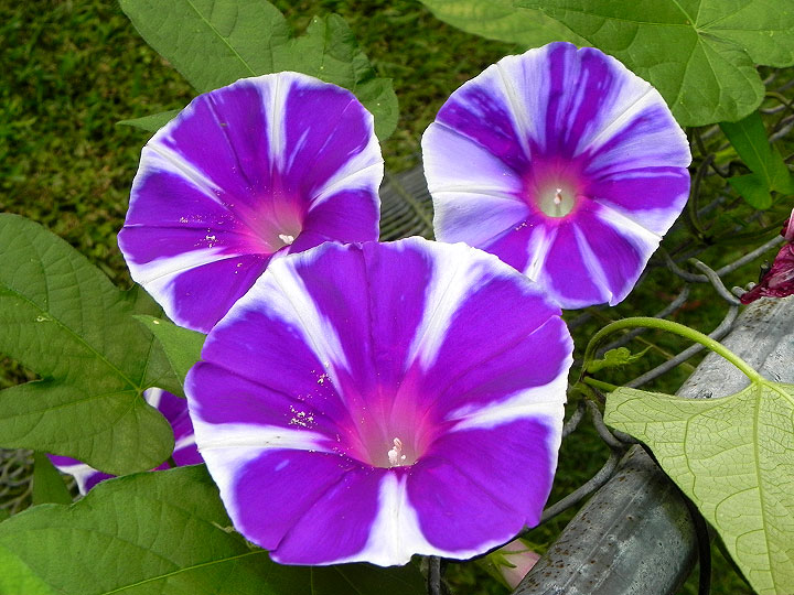 5-24sN-DSCN9826