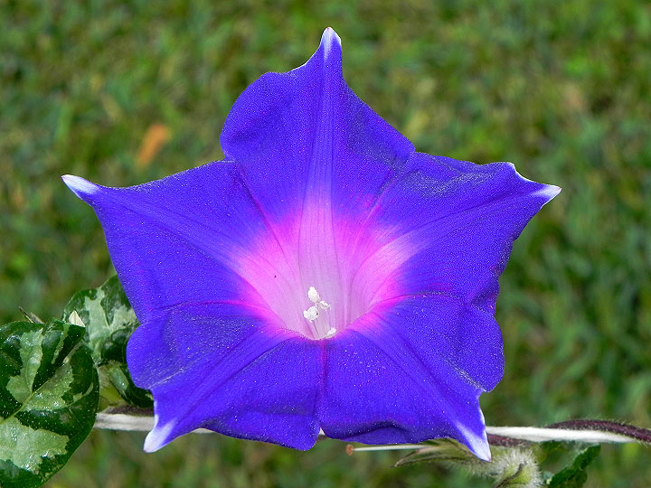 5-33wN-DSCN3694