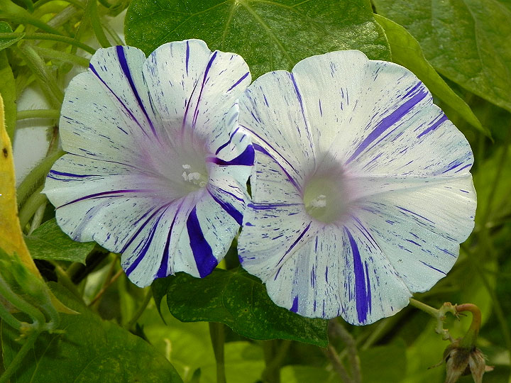 5-34e-DSCN3069
