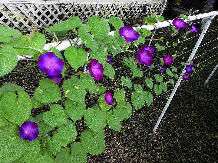 5-38s-DSCN6613