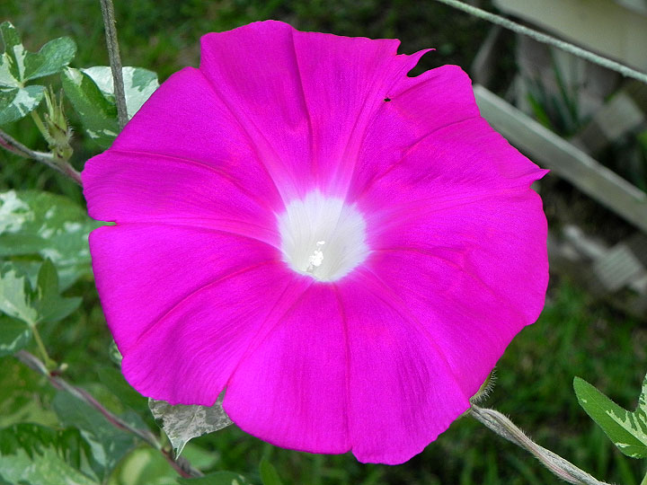 5-39w-DSCN8071