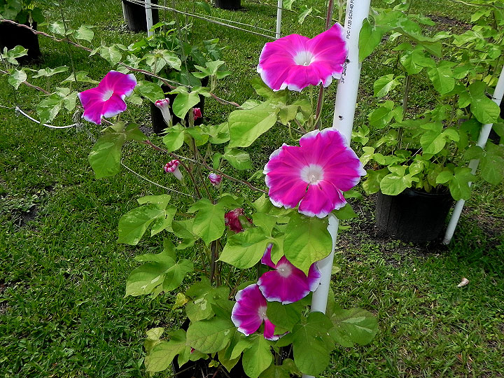 5-41w-DSCN6731