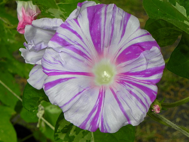 5-DSCN3557