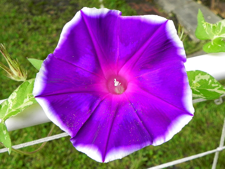 5-DSCN6240