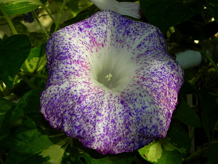 5-DSCN8163