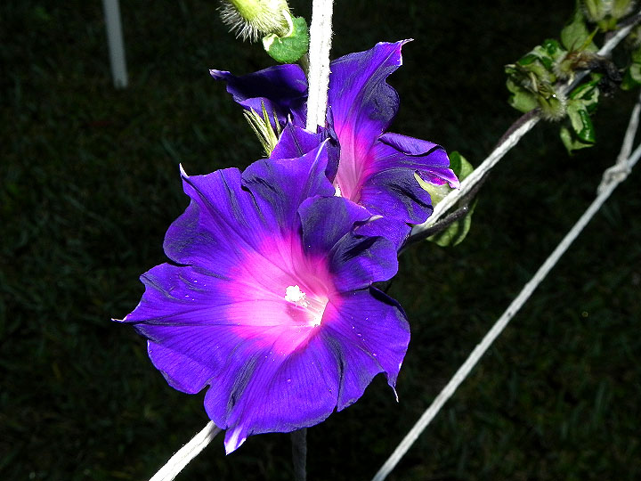 6-33wN-DSCN3929