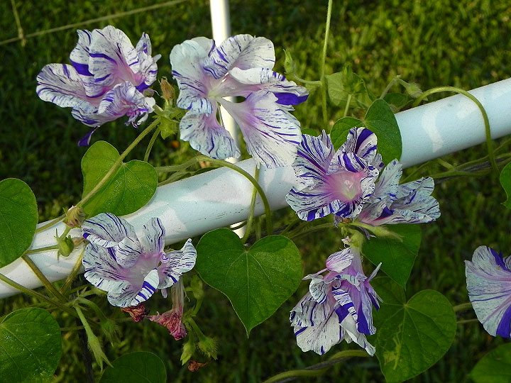 6-34e-DSCN6989