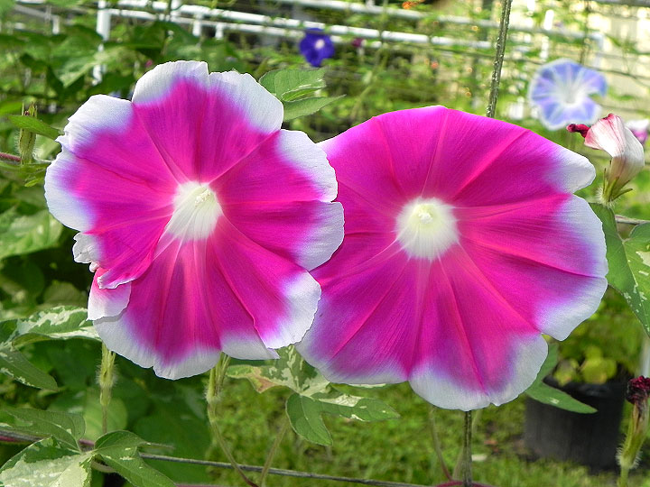 6-41w-DSCN7912