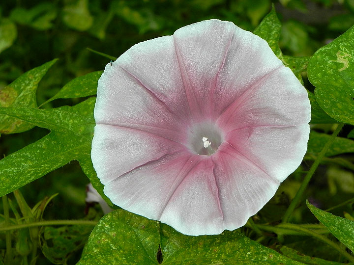 6-47w-DSCN8471