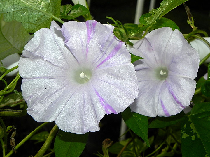 6-62s-DSCN1155