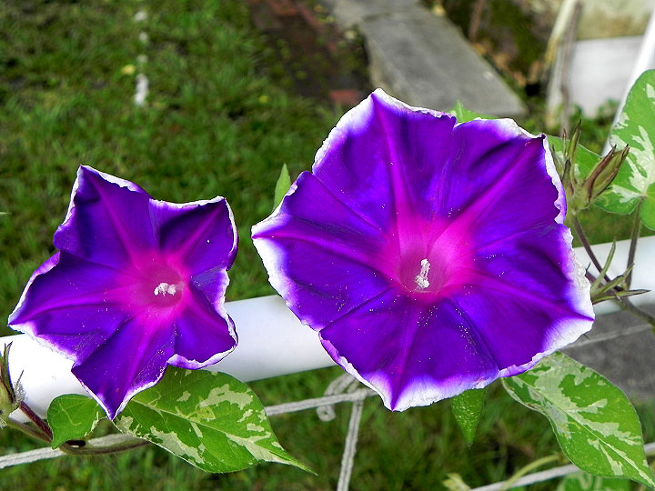 6-DSCN6082