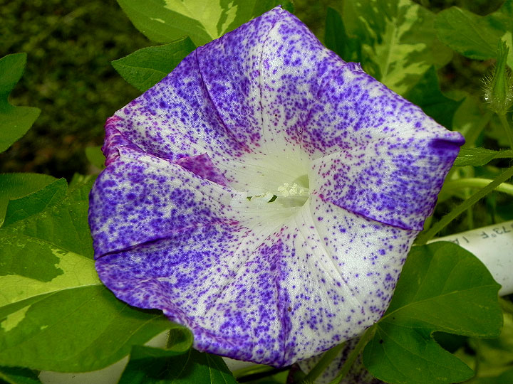 6-DSCN7215