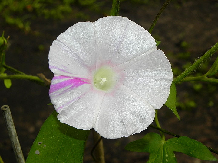 62s-DSCN0594