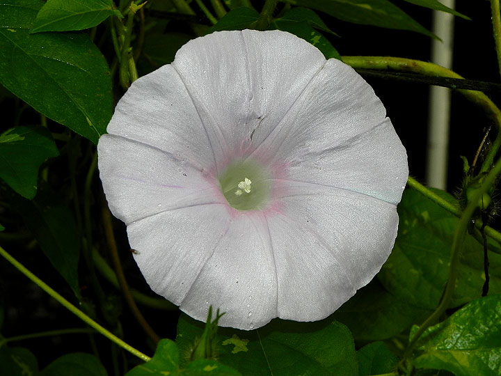 62s-DSCN0883
