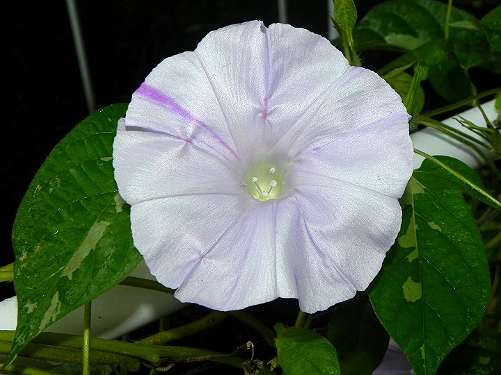 62s-DSCN1046
