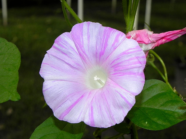 62s-DSCN1920