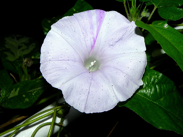 62s-DSCN2365