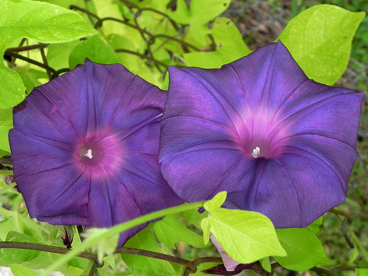 9-DSCN1236