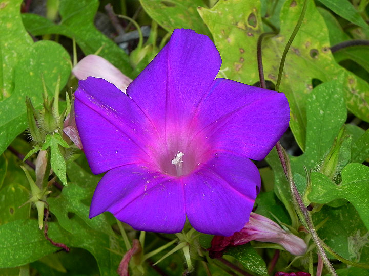 9-DSCN7603