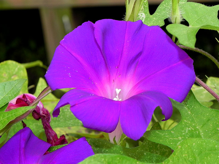 9-DSCN7604