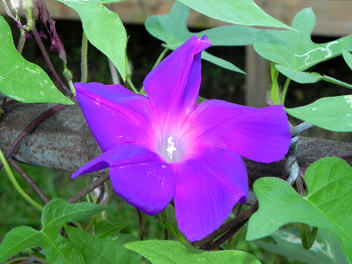 9-DSCN9076