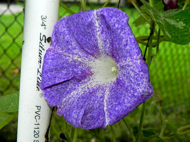 DSCN0151