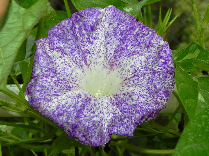 DSCN0154