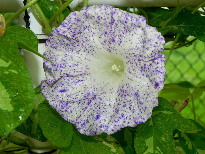 DSCN0289