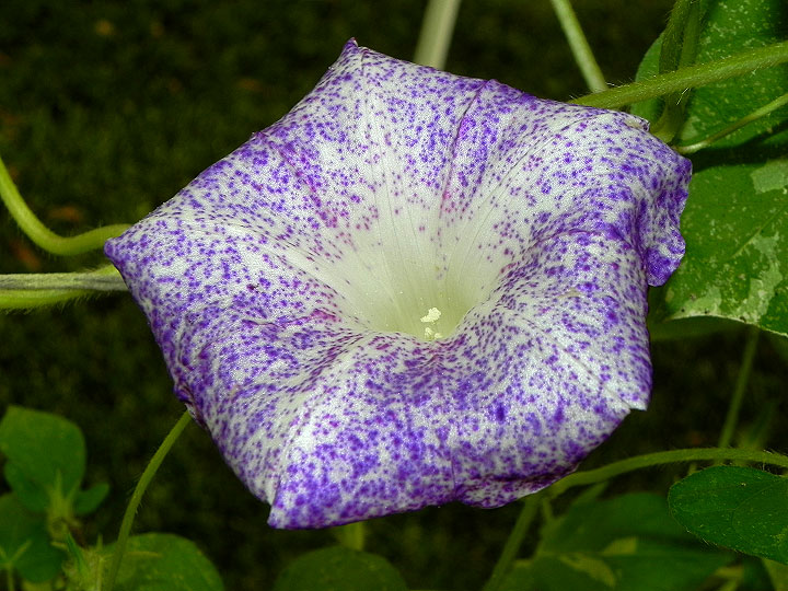 DSCN0621