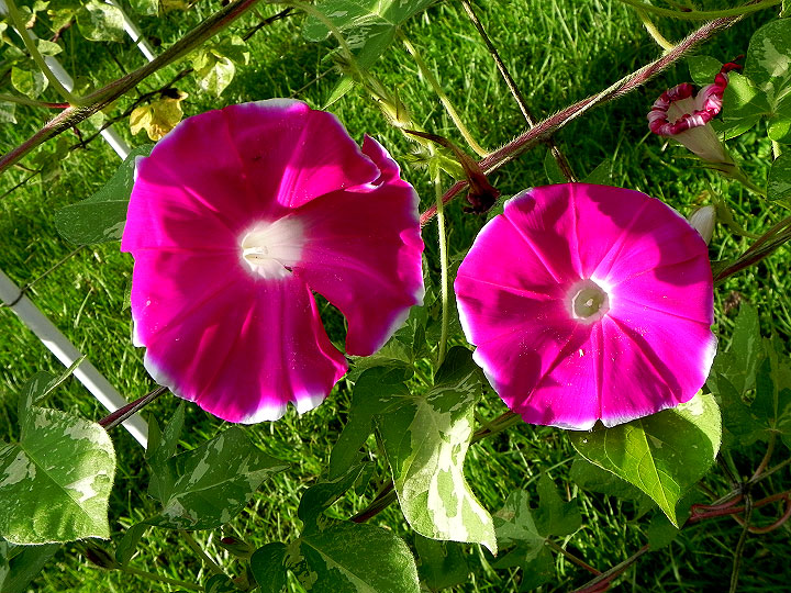 DSCN0797